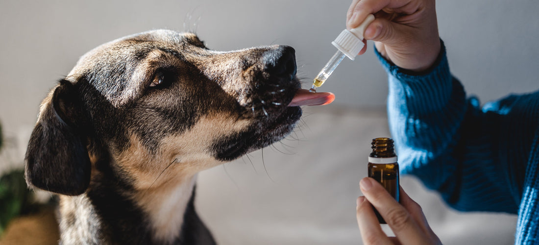 Owner giving dog liquid medication with dropper during at-home pet treatment